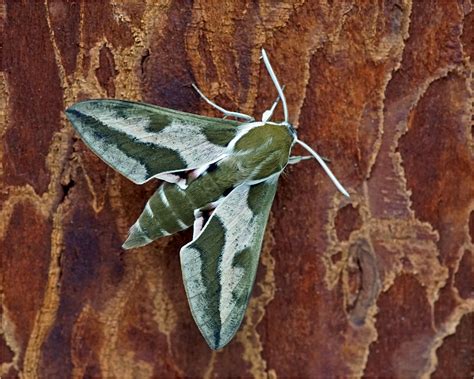 Spurge Hawk Moth The Spurge Hawk Moth Hyles Euphorbiae I Flickr