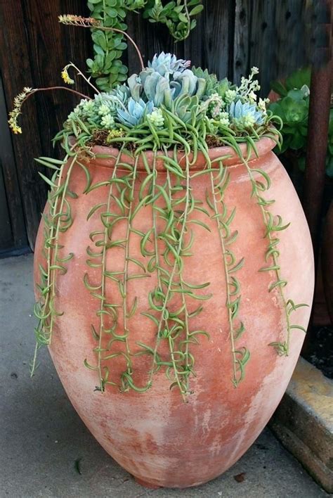 Best Pots For Succulents Ideas About Large Terracotta On Potted