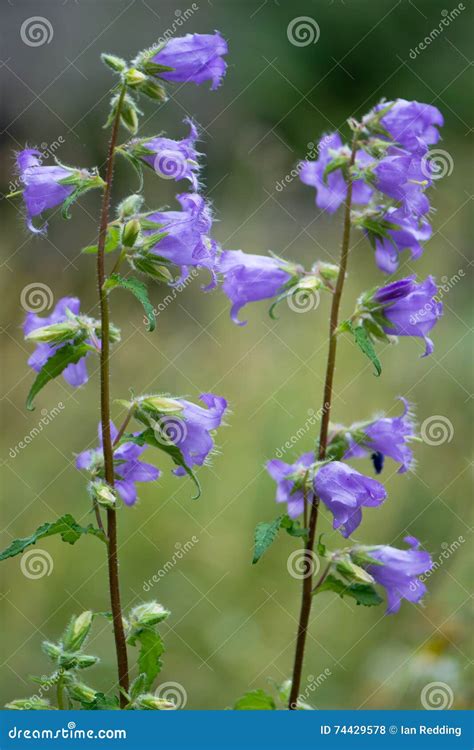 Fiori Ortica Leaved Del Bellflower Trachelium Della Campanula