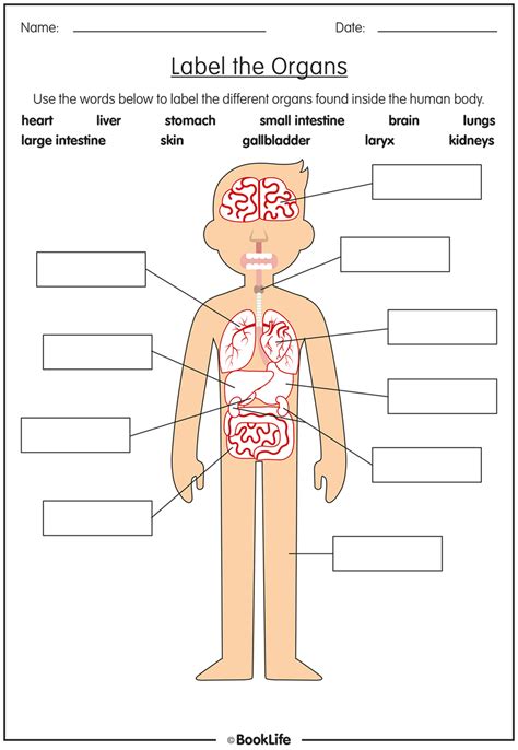 Organs Of The Human Body Activity Sheet Booklife