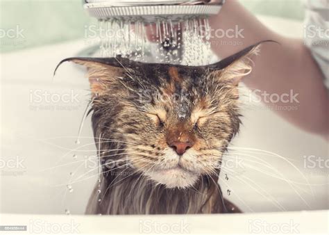 お風呂でぬれた猫 お手洗いのストックフォトや画像を多数ご用意 Istock