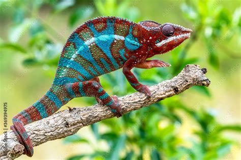 Obraz Adult Male Ambilobe Panther Chameleon Furcifer Pardalis