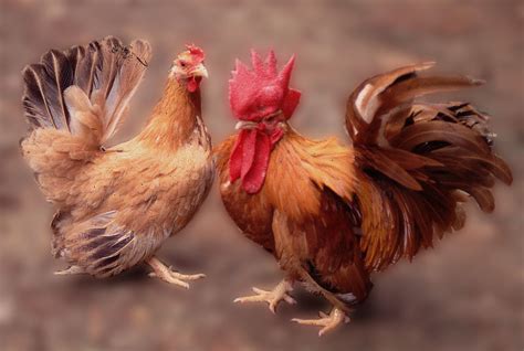 Bagaimana Cara Perawatan Ayam Kate Hewan Peliharaan Dictio Community