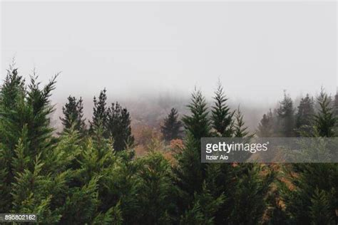 Treetops Fog Photos And Premium High Res Pictures Getty Images