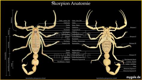 Scorpion Anatomy Deen Mygalede