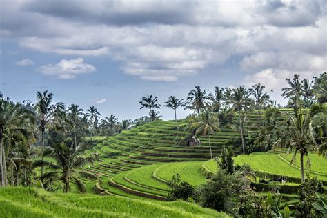 Beautiful Rice Terraces Bali [oc] [4272 X 2848] R Earthporn