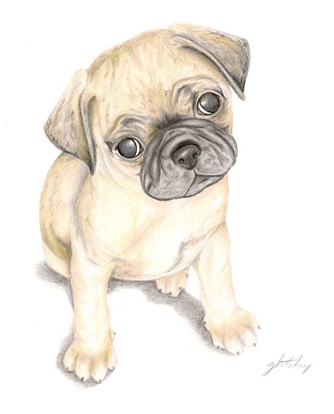 Pug Puppy A4 Coloured Pencil Pug Puppy Color Pencil Art Animals