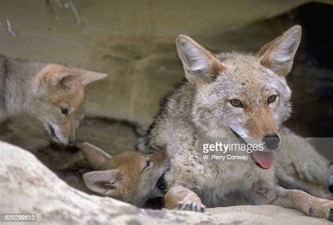 Coyote Pups Photos And Premium High Res Pictures Getty Images