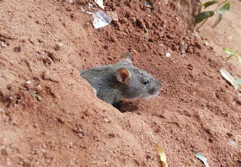 How To Identify Rat Holes