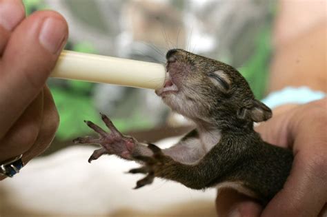 Baby Squirrel Feeding Classes Set In Mobile With A Cute Photos