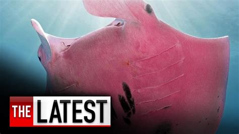 Scientists Baffled By Pink Manta Ray Spotted On Great Barrier Reef