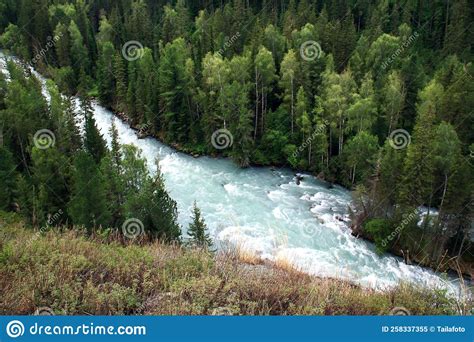 Top View Of The Stormy Kucherla River With A Spruce Forest In Altai In