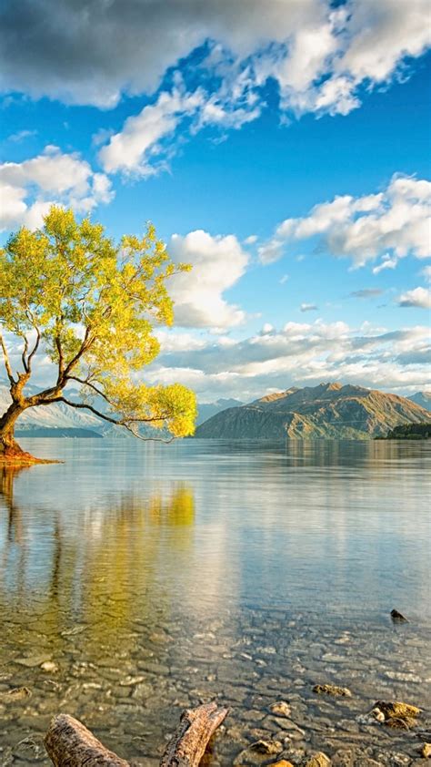 Lone Tree Of Lake Wanaka New Zealand Wallpaper Backiee