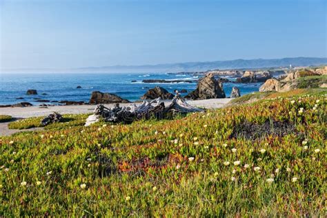Field Of Flowers On The Shore Of The Pacific Ocean Stock Image Image