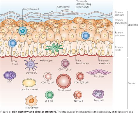 Skin Immune Sentinels In Health And Disease Semantic Scholar