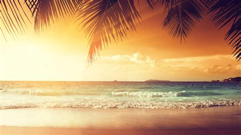 Tropical Beach With Palm Trees At Sunset Uhd K Wallpaper Pixelz