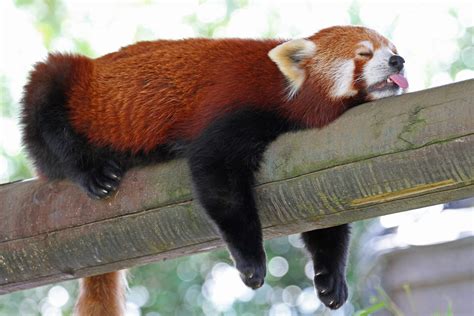 Sleeping Red Panda By Paul Bugbee