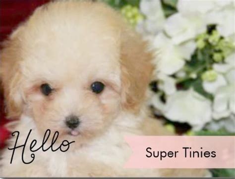 Best temperament ever & so loving. Pin by Puppy Boutique Store Reviews teacup puppies store ...