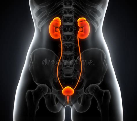 Human Female Kidney Anatomy Stock Illustration Illustration Of Health