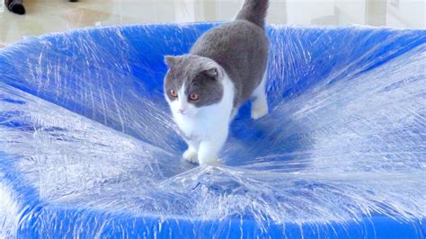 Can Cats Walk On Cling Wrap Floor Compilation Youtube