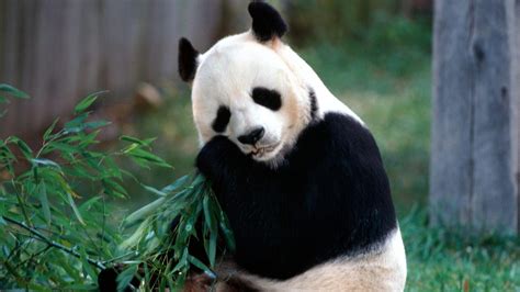 Hd Wallpapers And Top Quality Pictures Panda Beautiful Cool