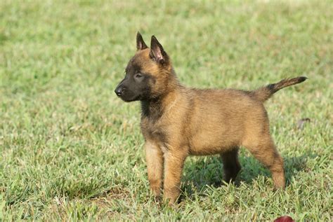 Belgian Shepherd Malinois Puppies Puppy Dog Gallery