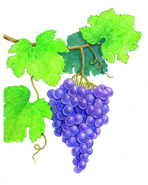 Grapes On Vine Painting By Geraldine Aikman Fine Art America