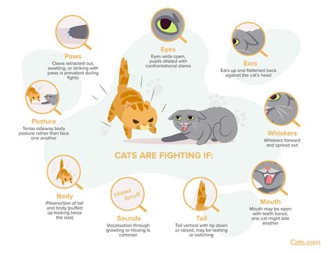 Are My Cats Playing Or Fighting Cat Behaviorist Explains