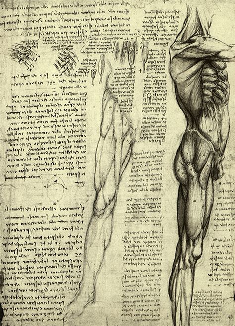 Swan skeleton vintage style art print cygnus olor black and white grey animal anatomy. Three Vintage Scientific Anatomy Sketches - The Graffical Muse