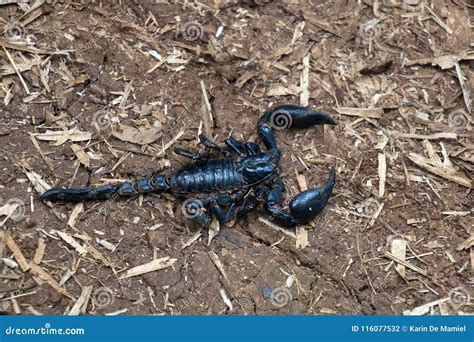 Giant Black Emperor Scorpion On Walking Path Stock Photo Image Of