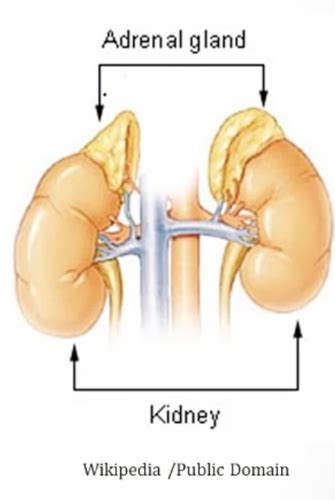 adrenal glands flashcards quizlet