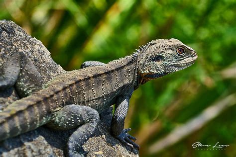 Lizards Of Australia Steve Lees Photography