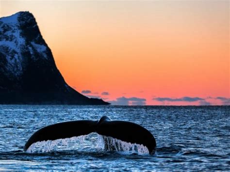 Norway The Kingdom Of Whales Daily Scandinavian