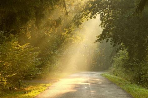 Fall Forest Road With Rays Of The Rising Sun Stock Image Image Of