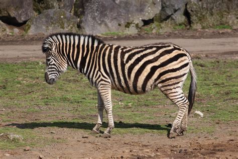 Zebra Never Knew No Two Zebras Have Same Kind Of Str Flickr