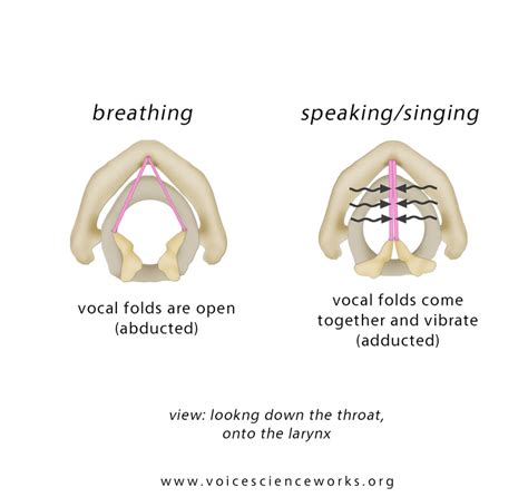 Inside The Larynx Voicescienceworks