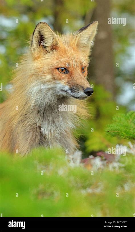 A Portrait Of An Alert Red Fox Stock Photo Alamy