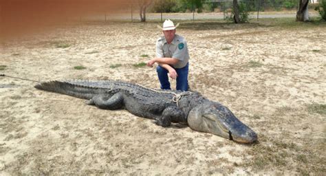 Texas State Record 14 Ft 3 In 800 Pound Gator By 18 Yo Teen 1st Hunt