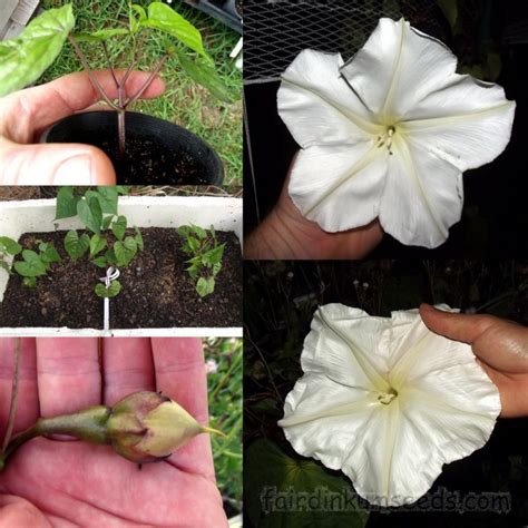 Ipomoea Alba White Moon Flower Vine Seeds Fair Dinkum Seeds