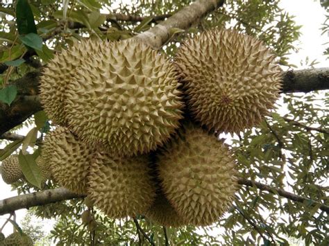 Bibit durian musang king unggul, berkualitas dan bergaransi hasil cangkok atau okulasi lebih cepat berbuah. Varieti Pokok Durian Baru Tarikan Utama Di MAHA 2018 ...