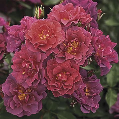 Rose cinco de mayo pictures is match and guidelines that suggested for you, for motivation about you search. Cinco de Mayo ™ | Floribunda Rose