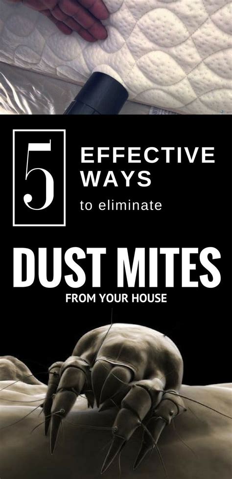 5 Effective Ways To Eliminate Dust Mites From Your House Dust Mites