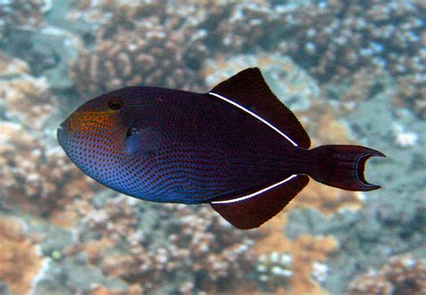 Neates Kahaluu Captain Cook And Two Step Snorkel Reef