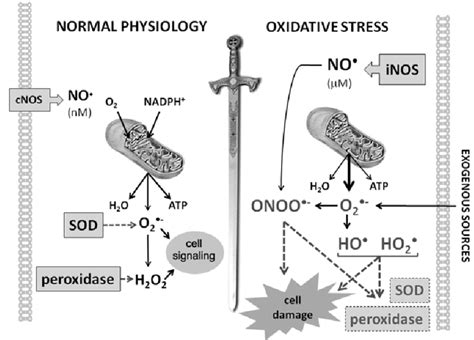 The Double Edged Sword Reactive Oxygen And Nitrogen Species And