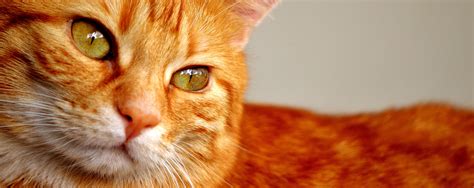 Orange Tabby Cat Hd Wallpaper Wallpaper Flare