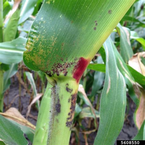 Brown Spot Of Corn Physoderma Maydis