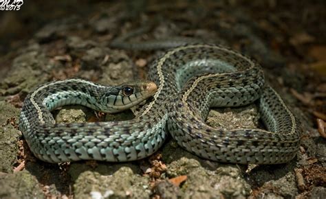 Eastern Garter Snake Florida Backyard Snakes