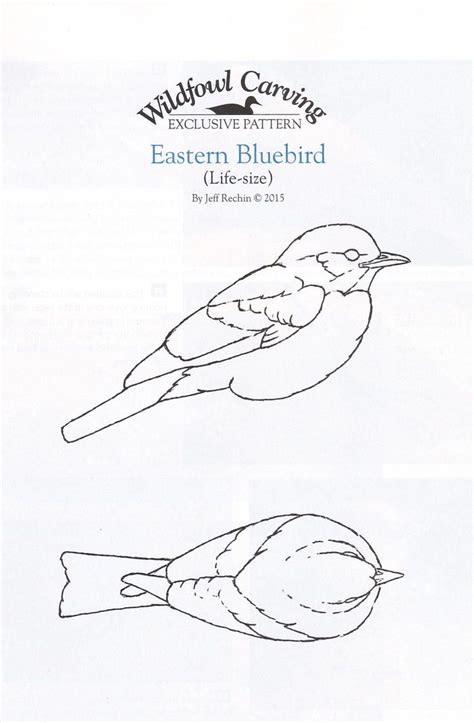 Eastern Bluebird Part One Wood Carving Patterns Bird Carving