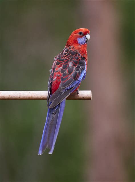 Backyard bird center offers only the highest quality bird seed. Backyard Birds | Australian Image