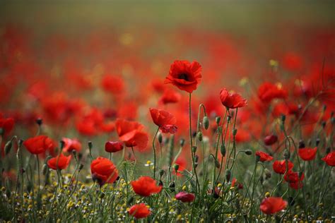 Red Poppy Wallpapers Wallpaper Cave